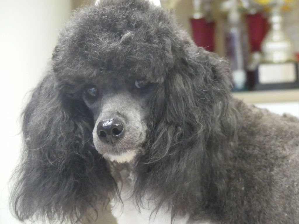 partipoodle Ouatine original poodle