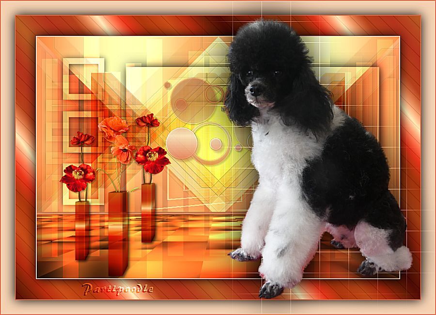 partipoodle Olanie