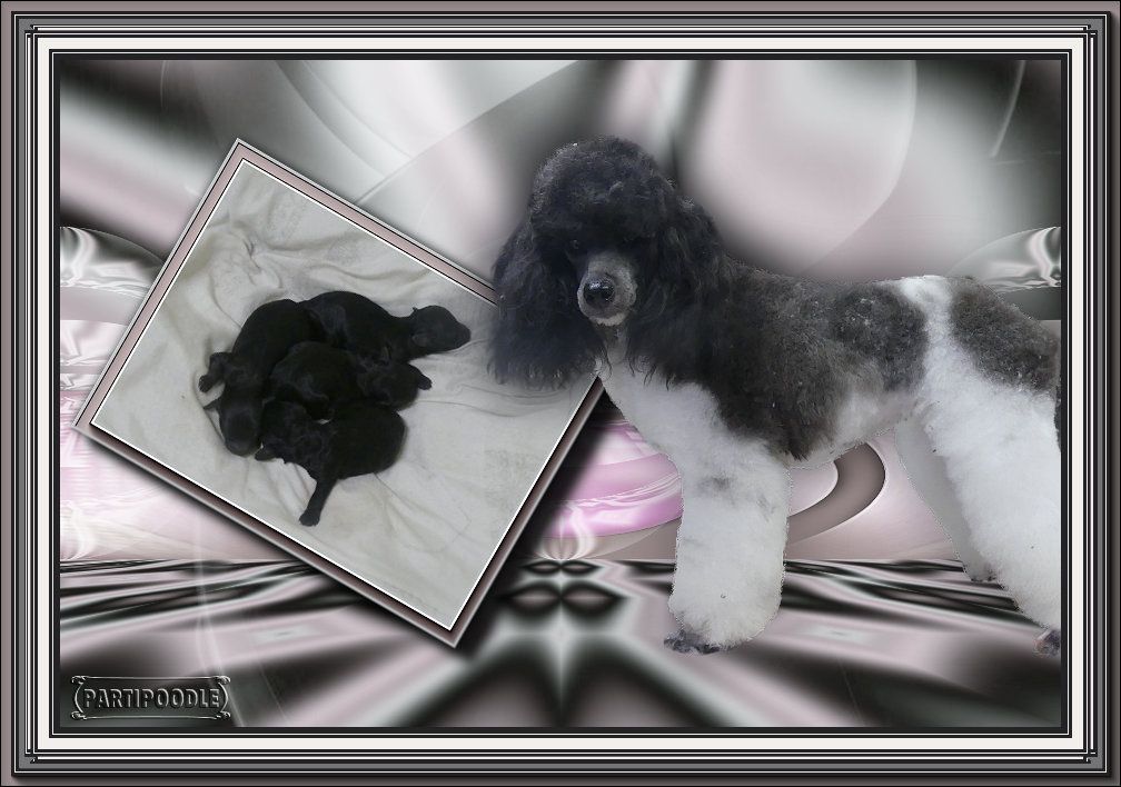 Ouatine original poodle of partipoodle Titre Initial