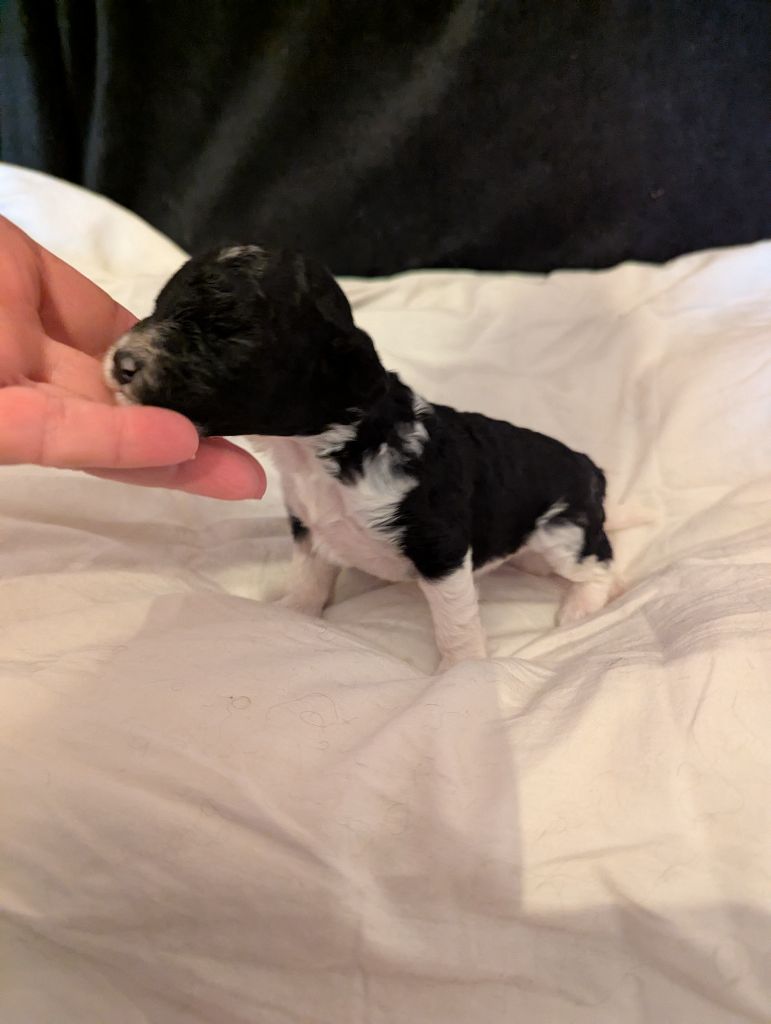 partipoodle - Chiots disponibles - Caniche
