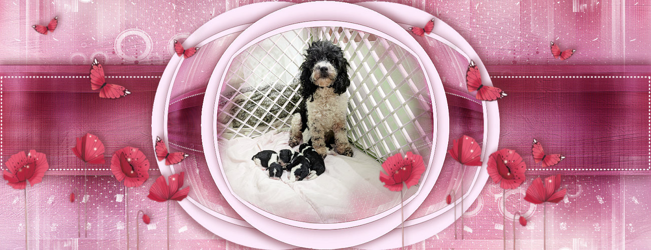 Chiot Caniche partipoodle