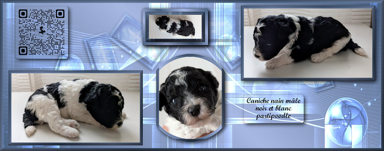 partipoodle - Chiots disponibles - Caniche