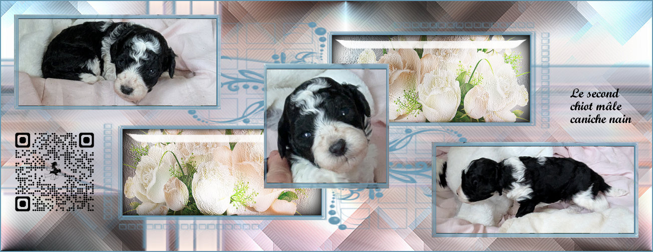 partipoodle - Chiots disponibles - Caniche