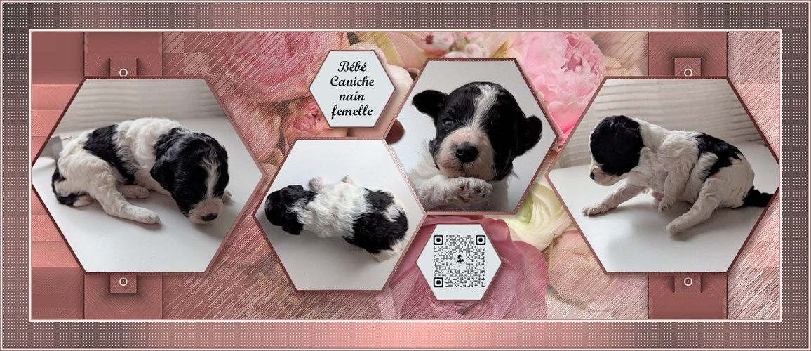 partipoodle - Chiots disponibles - Caniche