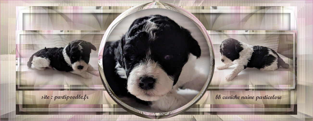 partipoodle - Chiots disponibles - Caniche
