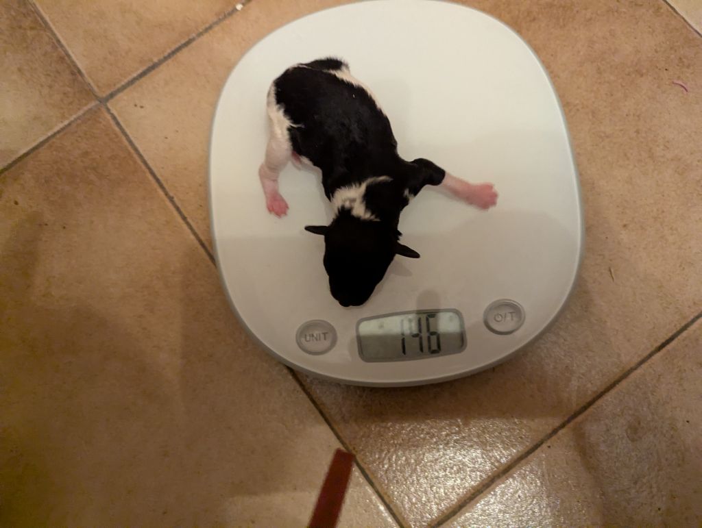 partipoodle - Chiots disponibles - Chien Particolore à poil frisé