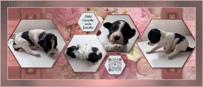 Chiot N°3