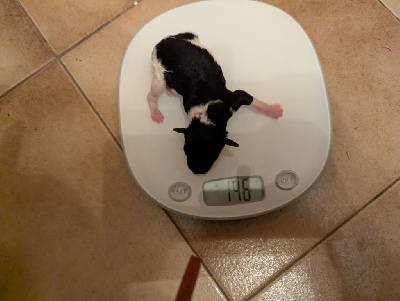CHIOT 2