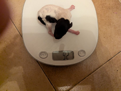 CHIOT 1