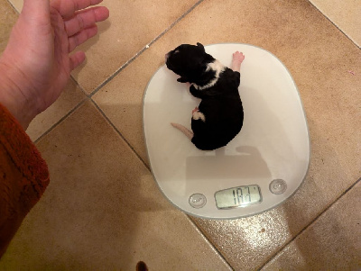 CHIOT 3