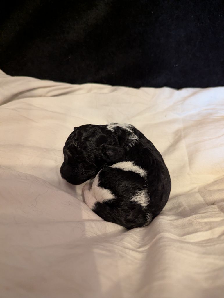 partipoodle - Chiots disponibles - Caniche