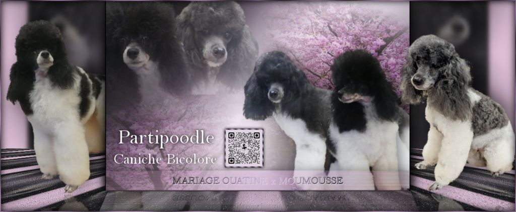 partipoodle - Chien Particolore à poil frisé - Portée née le 16/03/2025